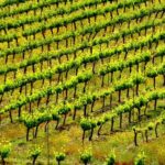 Una història de la terra i el vi